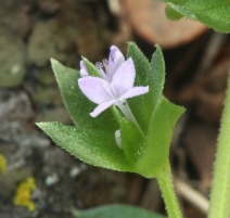 Sherardia arvensis