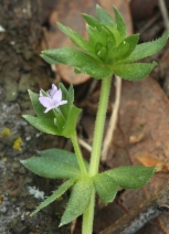 Sherardia arvensis