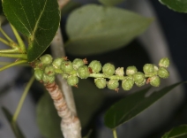 Populus trichocarpa