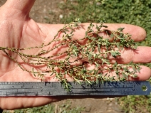 Polygonum aviculare