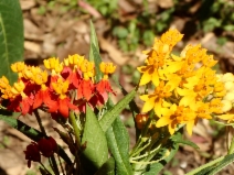 Asclepias curassavica