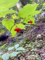 Prosartes hookeri