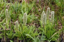 Salix petrophila