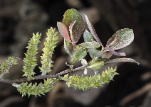 Salix delnortensis