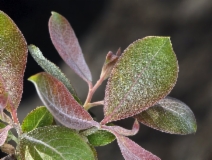 Salix delnortensis