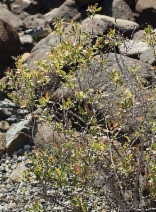 Salix delnortensis