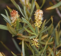 Salix exigua