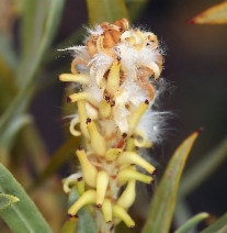 Salix exigua