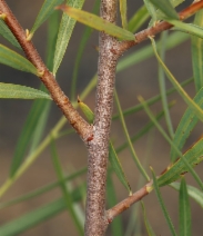 Salix exigua