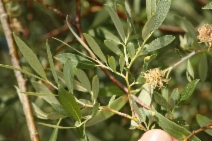 Salix geyeriana