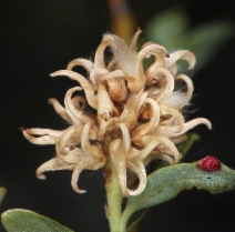 Salix geyeriana