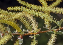 Salix laevigata
