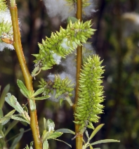 Salix lasiolepis