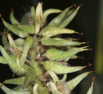 Salix orestera
