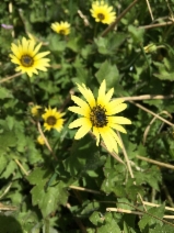 Arctotheca calendula