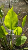 Alisma triviale