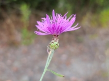Centaurea stoebe ssp. micranthos