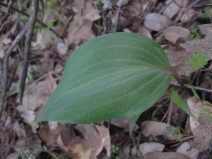 Fritillaria eastwoodiae