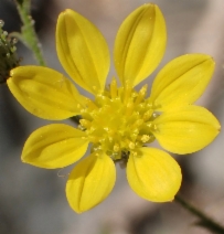 Benitoa occidentalis
