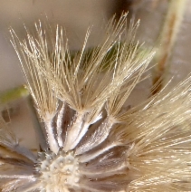 Heterotheca sessiliflora ssp. echioides