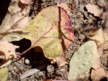 Eriogonum elegans
