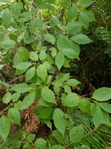 Euonymus occidentalis var. occidentalis