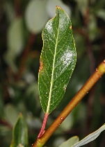 Salix planifolia