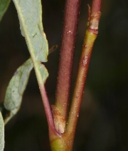 Salix planifolia