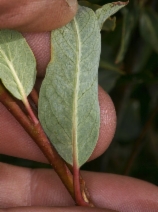 Salix planifolia