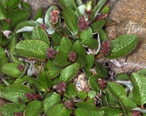 Salix nivalis