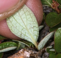 Salix nivalis
