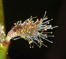 Salix scouleriana