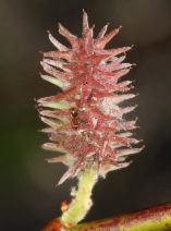 Salix scouleriana