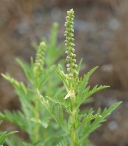 Ambrosia psilostachya