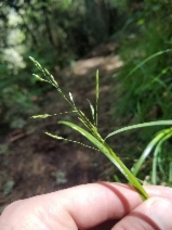 Poa kelloggii
