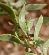Isocoma acradenia var. bracteosa