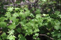 Acer circinatum