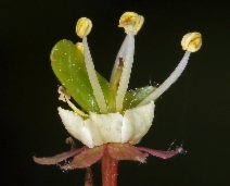 Acer circinatum