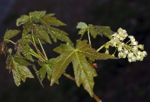 Acer macrophyllum