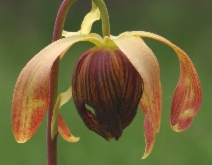 Darlingtonia californica