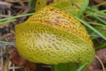 Darlingtonia californica