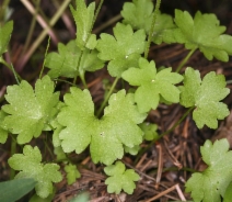 Bolandra californica - Calflora