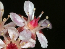 Darmera peltata