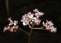 Darmera peltata