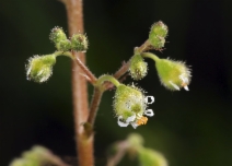 Heuchera maxima