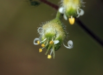 Heuchera maxima