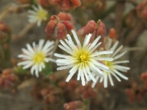 Mesembryanthemum nodiflorum