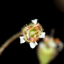 Heuchera micrantha