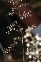 Heuchera micrantha
