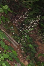 Heuchera micrantha